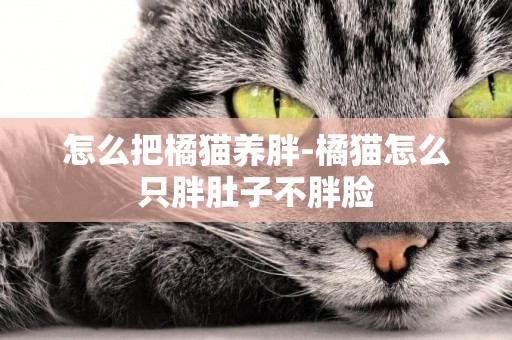 怎么把橘貓養胖-橘貓怎么只胖肚子不胖臉