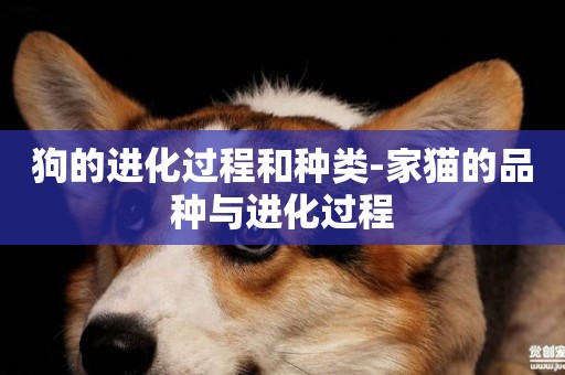 狗的進化過程和種類-家貓的品種與進化過程