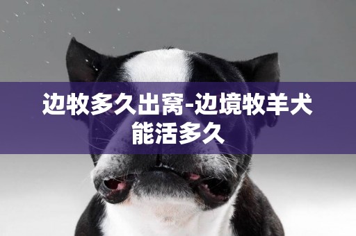 邊牧多久出窩-邊境牧羊犬能活多久