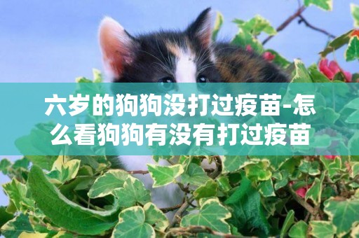 六歲的狗狗沒打過疫苗-怎么看狗狗有沒有打過疫苗
