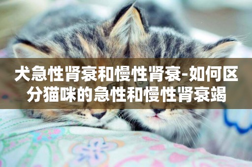 犬急性腎衰和慢性腎衰-如何區分貓咪的急性和慢性腎衰竭