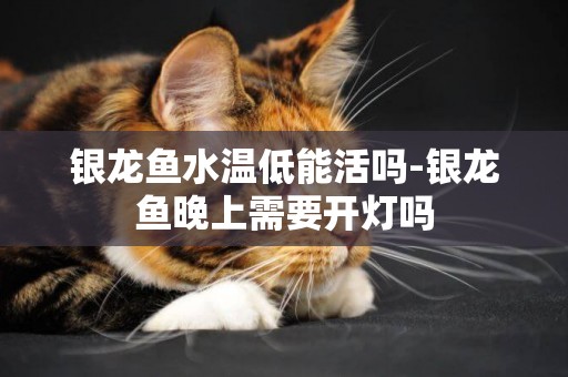 銀龍魚水溫低能活嗎-銀龍魚晚上需要開燈嗎