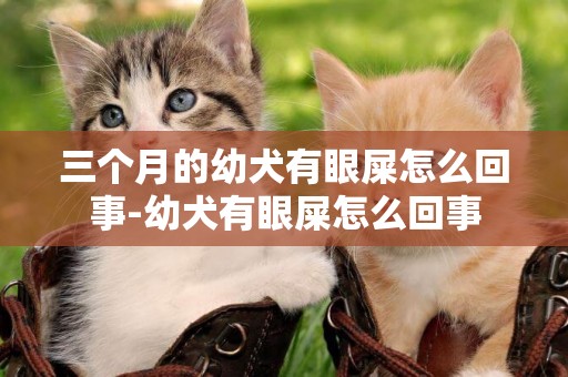 三個月的幼犬有眼屎怎么回事-幼犬有眼屎怎么回事