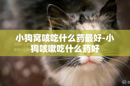 小狗窩咳吃什么藥最好-小狗咳嗽吃什么藥好