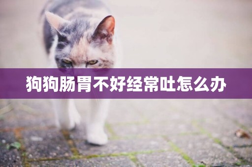 狗狗腸胃不好經常吐怎么辦