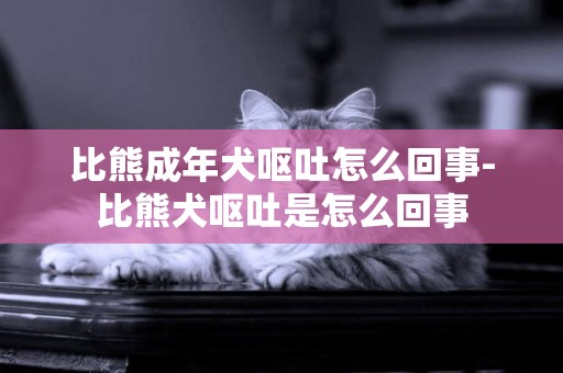 比熊成年犬嘔吐怎么回事-比熊犬嘔吐是怎么回事