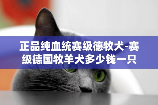 正品純血統賽級德牧犬-賽級德國牧羊犬多少錢一只