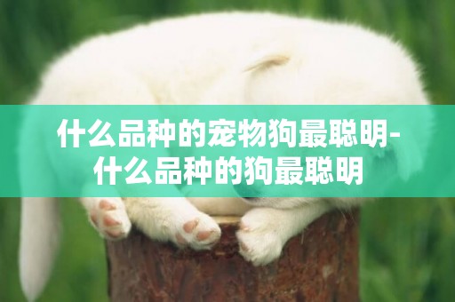 什么品種的寵物狗最聰明-什么品種的狗最聰明