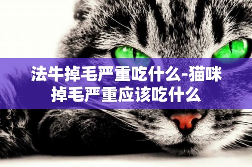 法牛掉毛嚴重吃什么-貓咪掉毛嚴重應該吃什么