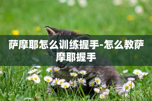 薩摩耶怎么訓練握手-怎么教薩摩耶握手