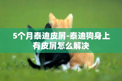 5個月泰迪皮屑-泰迪狗身上有皮屑怎么解決