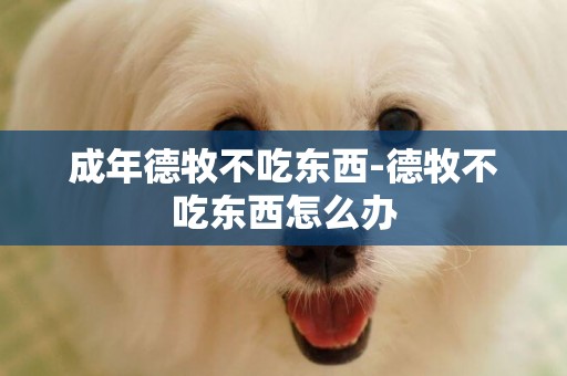 成年德牧不吃東西-德牧不吃東西怎么辦