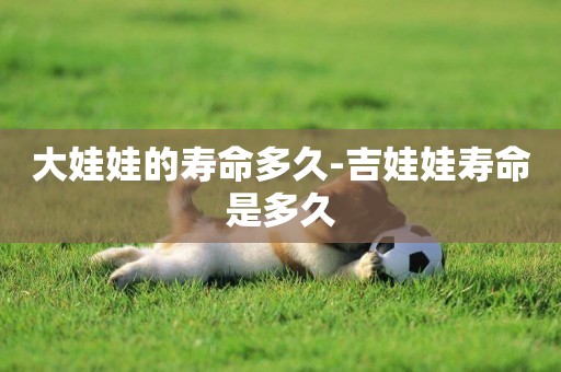 大娃娃的壽命多久-吉娃娃壽命是多久