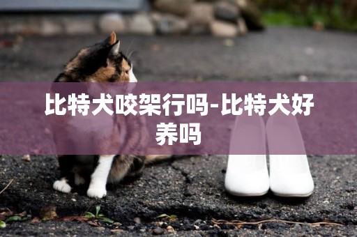 比特犬咬架行嗎-比特犬好養嗎