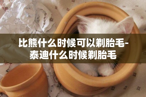 比熊什么時候可以剃胎毛-泰迪什么時候剃胎毛