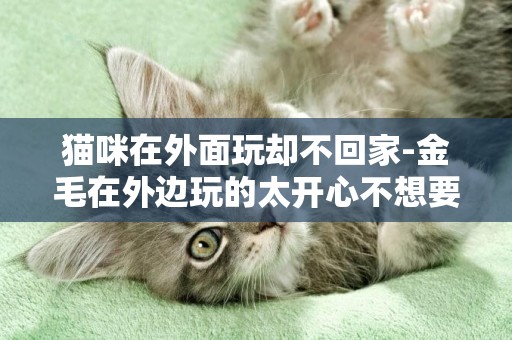 貓咪在外面玩卻不回家-金毛在外邊玩的太開心不想要回家