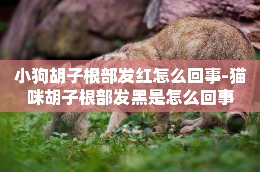小狗胡子根部發紅怎么回事-貓咪胡子根部發黑是怎么回事
