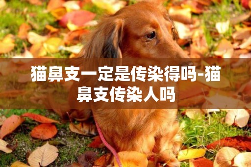 貓鼻支一定是傳染得嗎-貓鼻支傳染人嗎