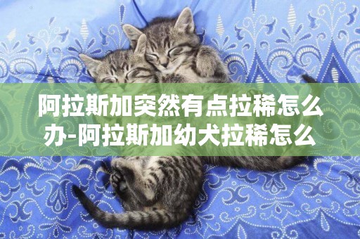 阿拉斯加突然有點拉稀怎么辦-阿拉斯加幼犬拉稀怎么辦