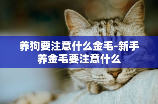 養狗要注意什么金毛-新手養金毛要注意什么