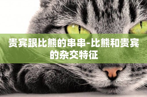 貴賓跟比熊的串串-比熊和貴賓的雜交特征
