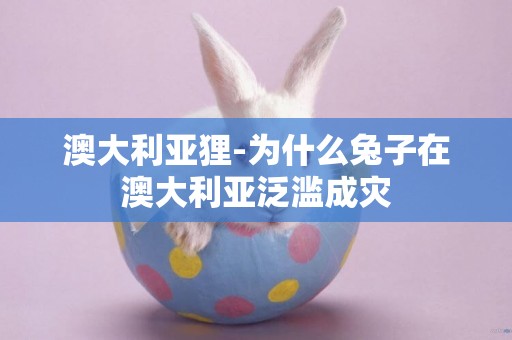 澳大利亞貍-為什么兔子在澳大利亞泛濫成災
