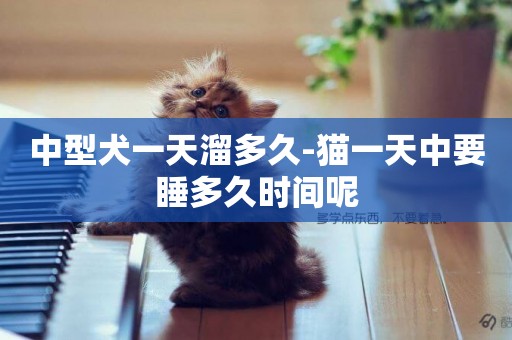 中型犬一天溜多久-貓一天中要睡多久時間呢
