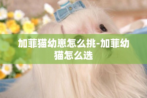 加菲貓幼崽怎么挑-加菲幼貓怎么選