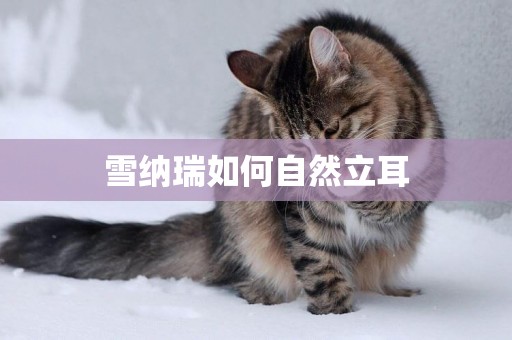 雪納瑞如何自然立耳