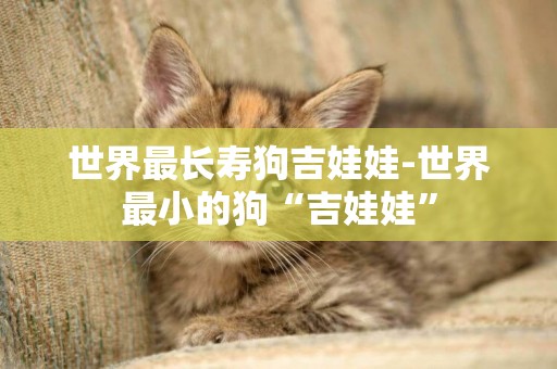 世界最長壽狗吉娃娃-世界最小的狗“吉娃娃”