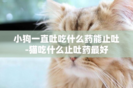 小狗一直吐吃什么藥能止吐-貓吃什么止吐藥最好