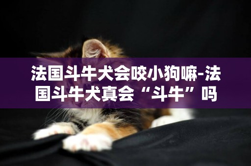 法國斗牛犬會咬小狗嘛-法國斗牛犬真會“斗牛”嗎
