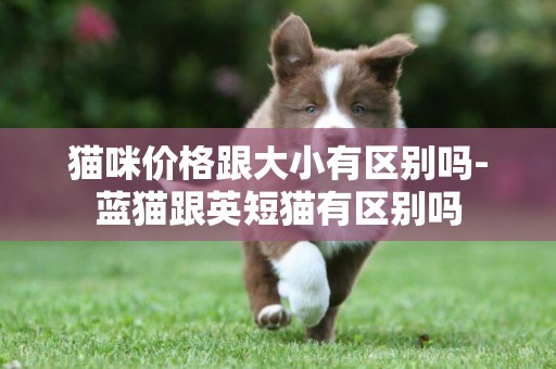 貓咪價格跟大小有區別嗎-藍貓跟英短貓有區別嗎