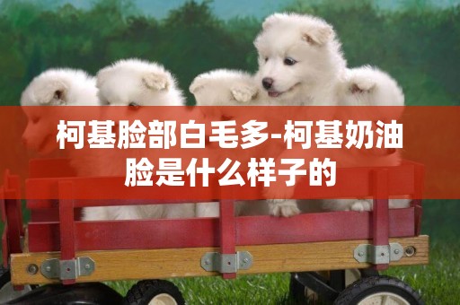 柯基臉部白毛多-柯基奶油臉是什么樣子的
