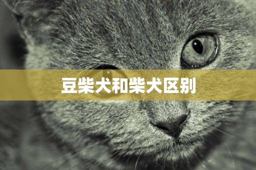 豆柴犬和柴犬區別