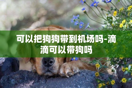 可以把狗狗帶到機場嗎-滴滴可以帶狗嗎