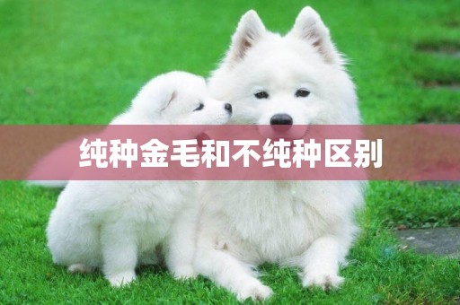 純種金毛和不純種區別