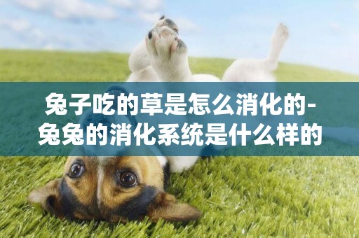 兔子吃的草是怎么消化的-兔兔的消化系統是什么樣的呢