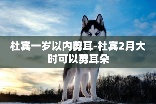 杜賓一歲以內剪耳-杜賓2月大時可以剪耳朵