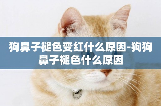 狗鼻子褪色變紅什么原因-狗狗鼻子褪色什么原因