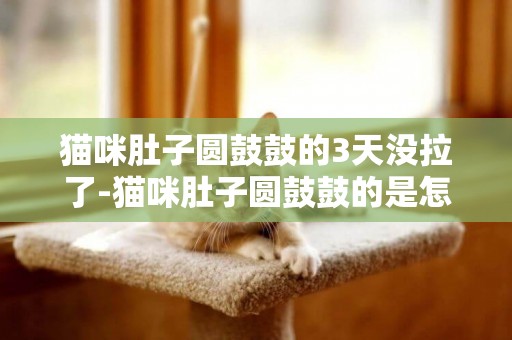 貓咪肚子圓鼓鼓的3天沒拉了-貓咪肚子圓鼓鼓的是怎么回事