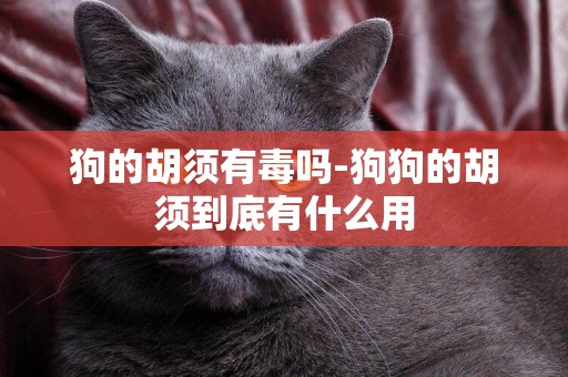 狗的胡須有毒嗎-狗狗的胡須到底有什么用