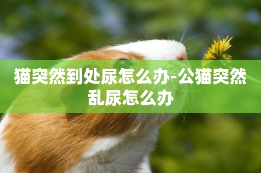 貓突然到處尿怎么辦-公貓突然亂尿怎么辦