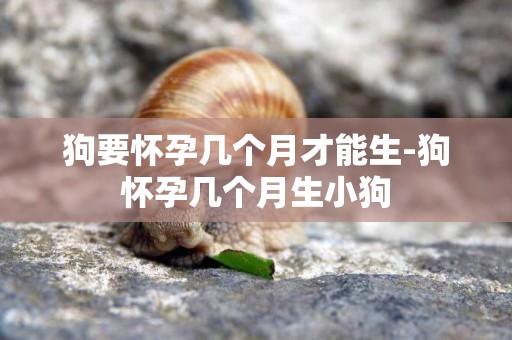 狗要懷孕幾個月才能生-狗懷孕幾個月生小狗