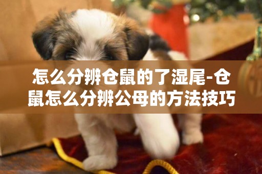 怎么分辨倉鼠的了濕尾-倉鼠怎么分辨公母的方法技巧