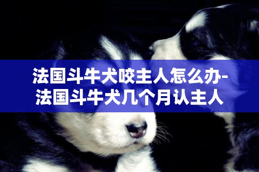 法國斗牛犬咬主人怎么辦-法國斗牛犬幾個月認主人