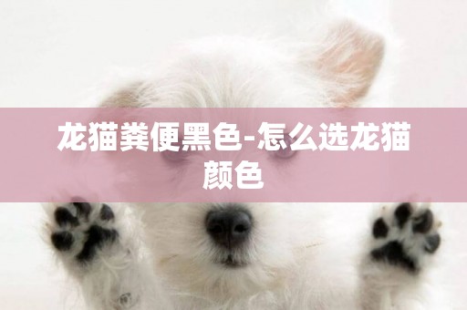 龍貓糞便黑色-怎么選龍貓顏色