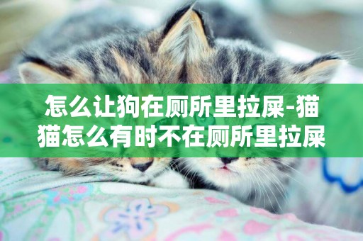怎么讓狗在廁所里拉屎-貓貓怎么有時不在廁所里拉屎