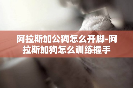 阿拉斯加公狗怎么開腳-阿拉斯加狗怎么訓練握手