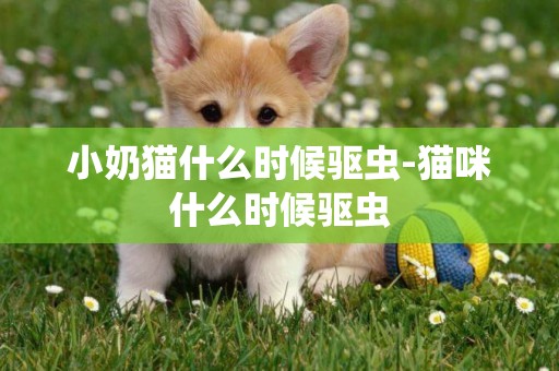 小奶貓什么時候驅蟲-貓咪什么時候驅蟲